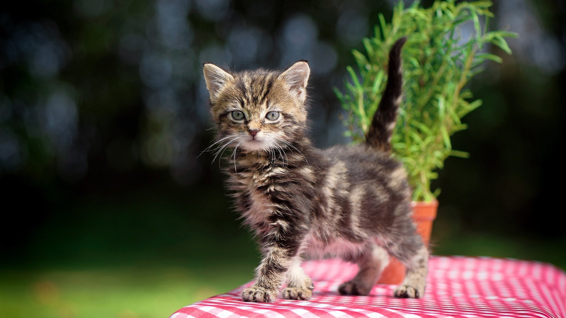 一盘旧磁带，马来西亚队逆转日本背后的时光密码