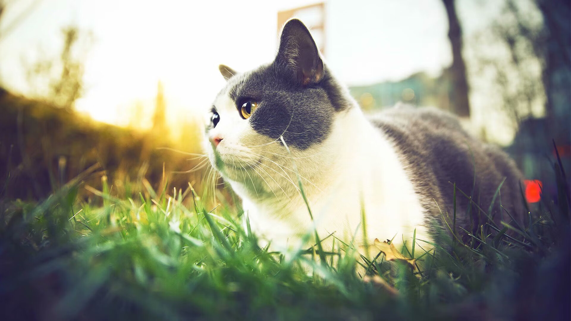 广厦铁军大破北境龙城,莫兰特稳如磐石诠释核心价值