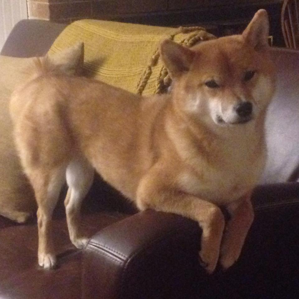 开云sport-美学对垒，范弗利特用一记东方智慧解读的绝杀，定义了篮球的唯一性