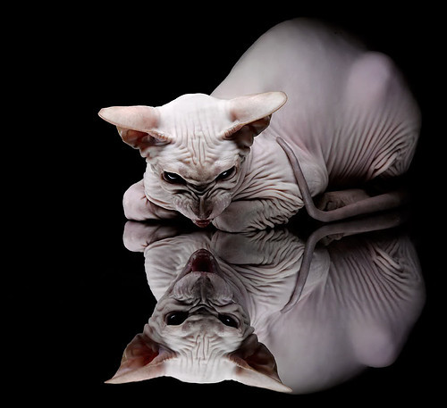 绿茵上的平行传奇,当凯恩的火焰熔解冰岛的记忆