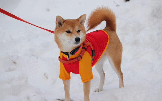 从边后卫到中场大脑,阿拉巴的灵光一闪,如何让摩纳哥成为逆转历史的唯一