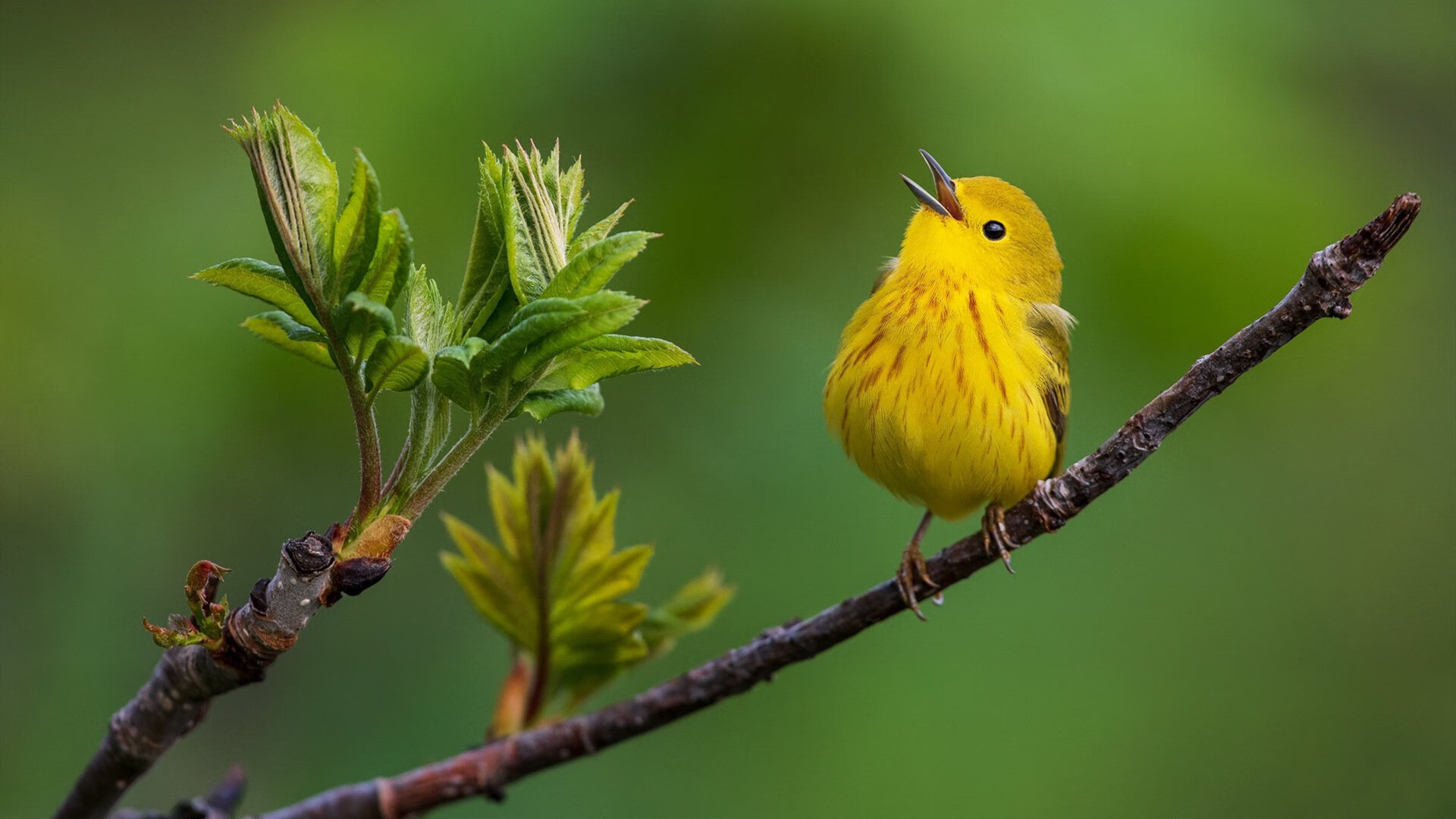 足球的量子纠缠,迪马利亚爆发与勒沃库森封锁红牛的战术映射