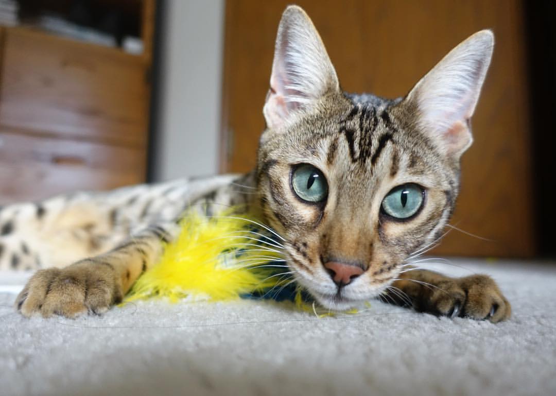 开云sport-哈利伯顿独角戏沦为空砍，雷霆逆转步行者！