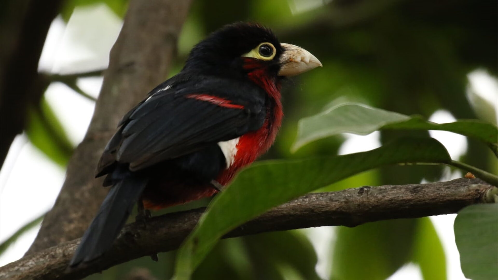 双城记,沙特鏖战撕开金元足球新缺口,格列兹曼连击刺穿西甲旧格局