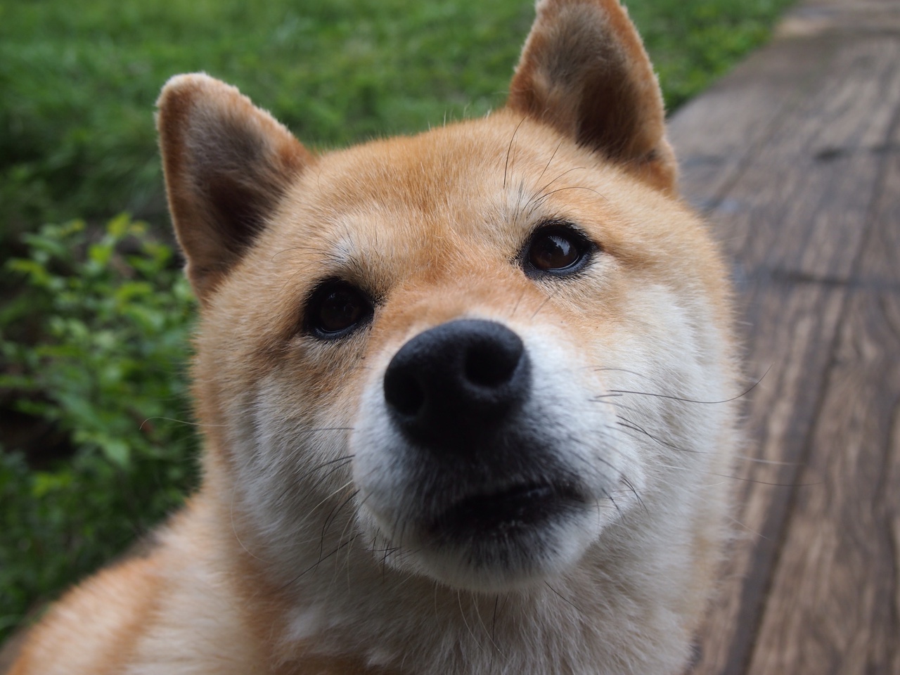 开云体育平台APP-赛场主宰者，从黄蜂到约基奇，关键时刻的统治力书写胜利