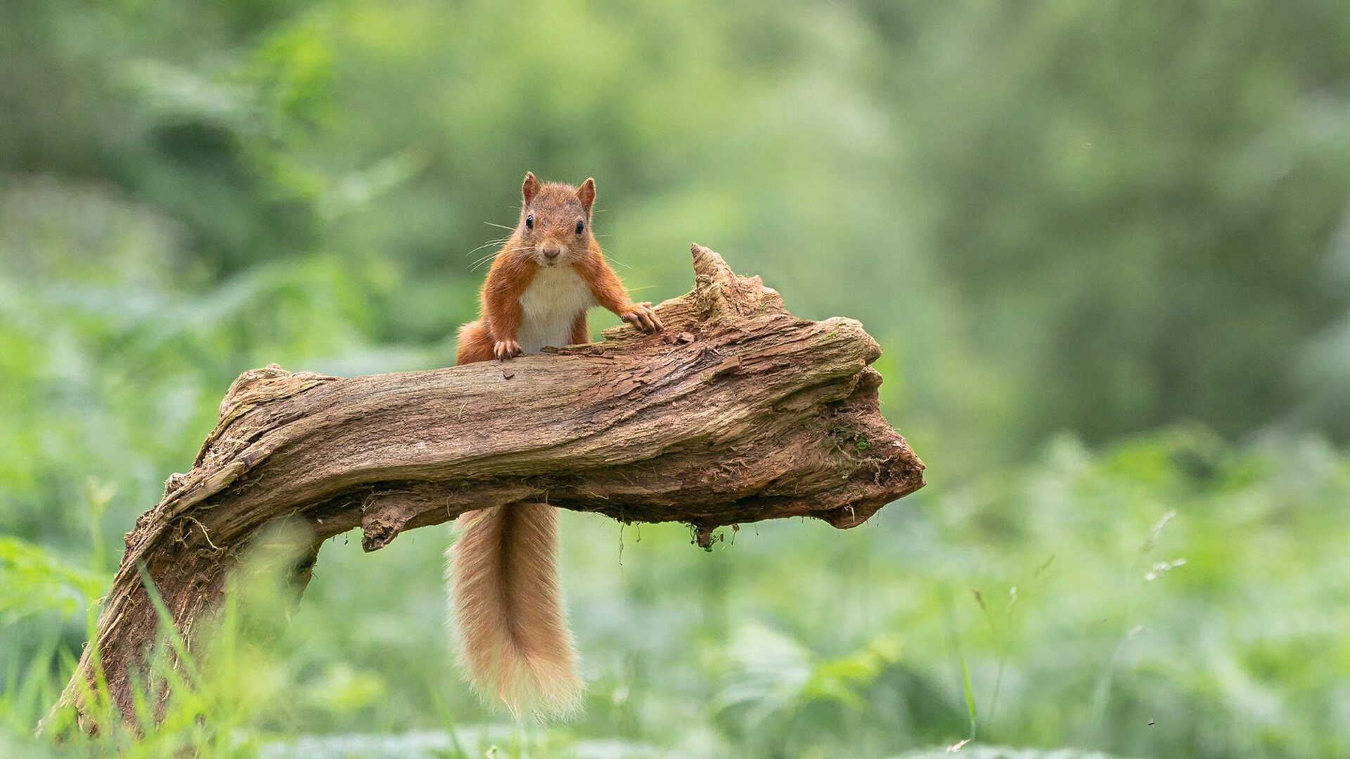 足球世界的双重震撼，伊拉克踏平尼日利亚，梅西接管欧冠淘汰赛