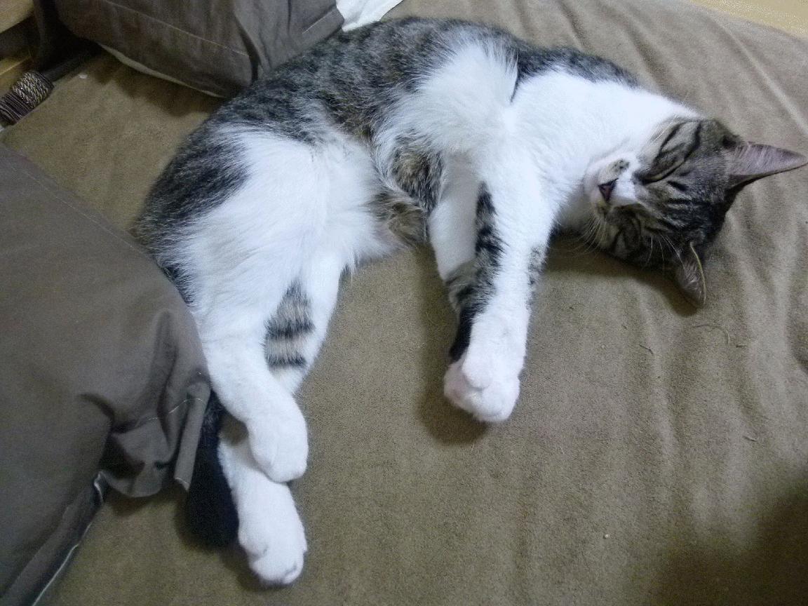 开云体育平台APP-蜂刺与叹息，当玫瑰香飘进世纪之战的甬道