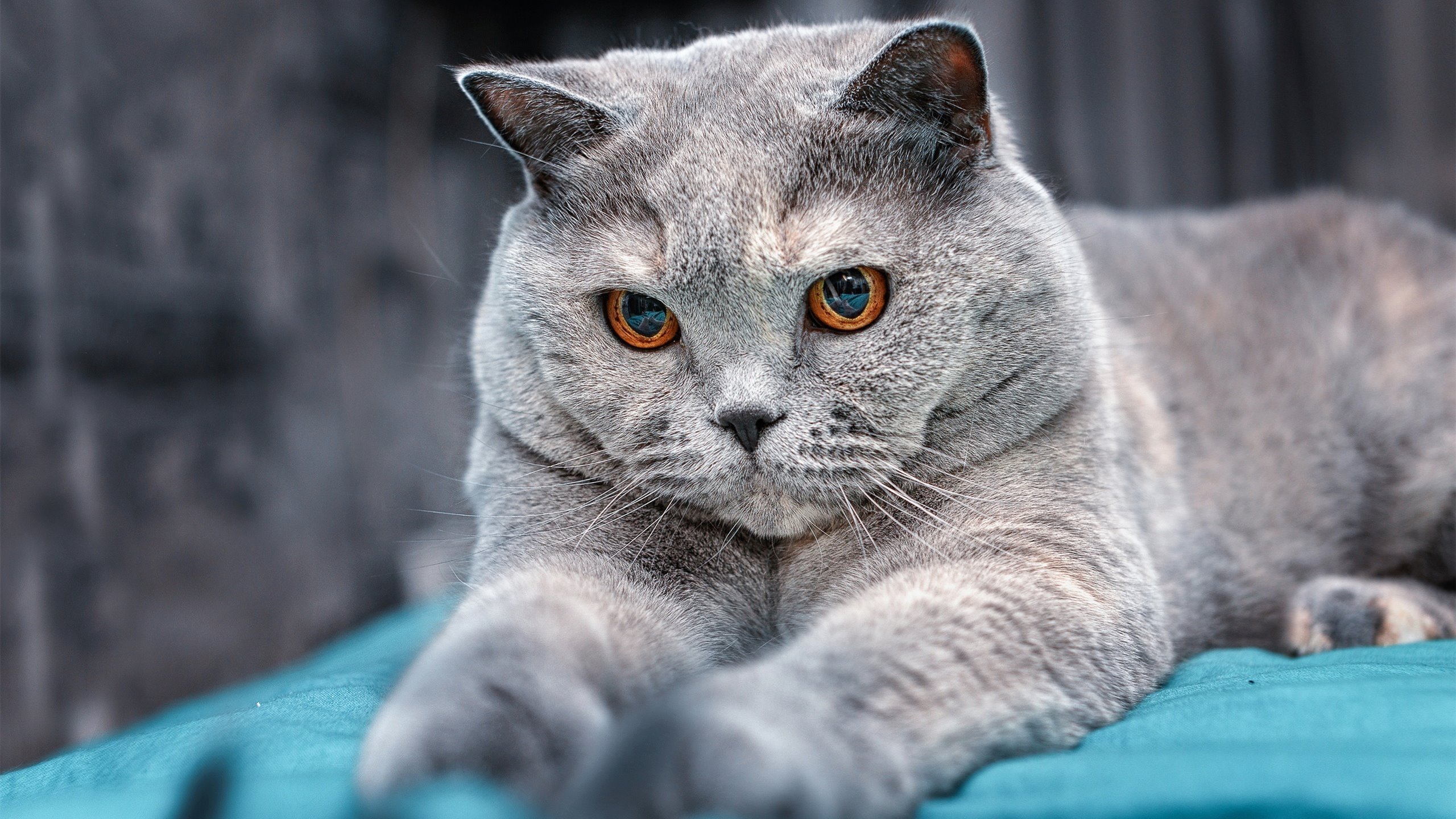 开云体育app-友谊赛暗藏玄机，非典型英雄阿克，如何成为三狮军团最隐秘的武器？